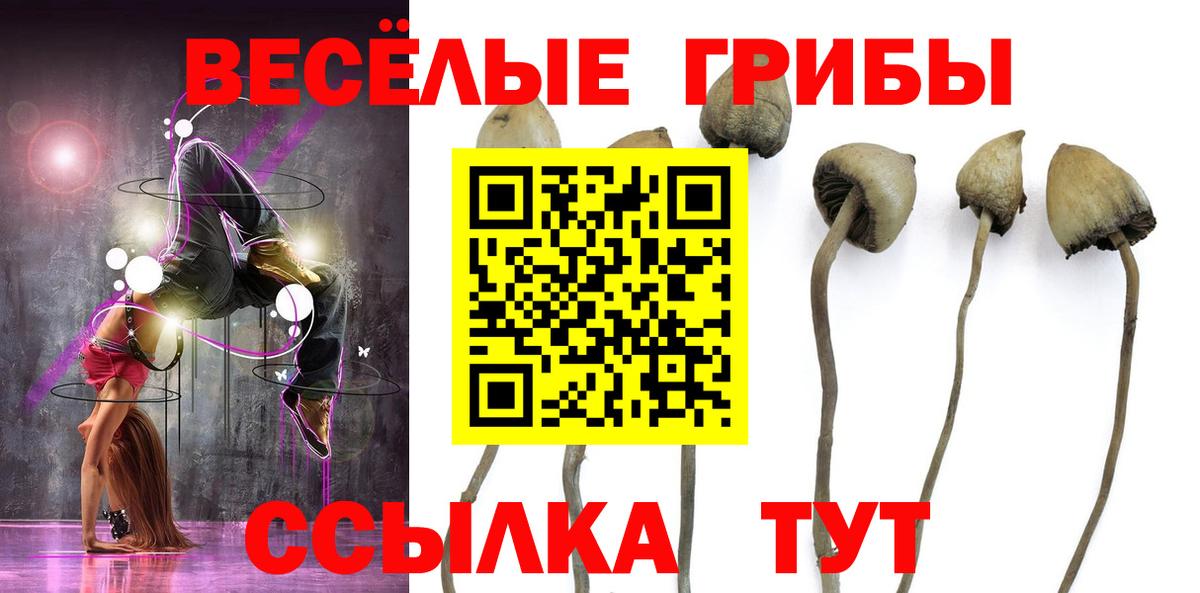 Вышний Волочёк  Псилоцибиновые грибы MAGIC MUSHROOMS  Вход с VPN 